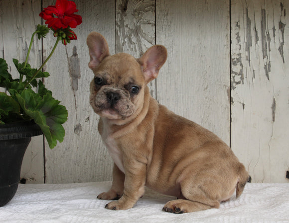 AKC Registered French Bulldog For Sale Millersburg OH Male-Apollo