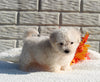 Maltipoo For Sale Holmesville OH Male-Milo