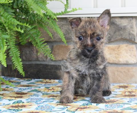 AKC Cairn Terrier For Sale Millersburg OH Female-Megan