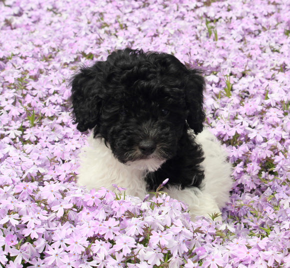Mini Poodle For Sale Apple Creek OH Male-Biscuit