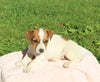 Jack Russell Terrier For Sale Fredericksburg OH Female-Hattie