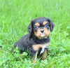 ACA Cavalier KCS For Sale Wooster OH Male-Prince