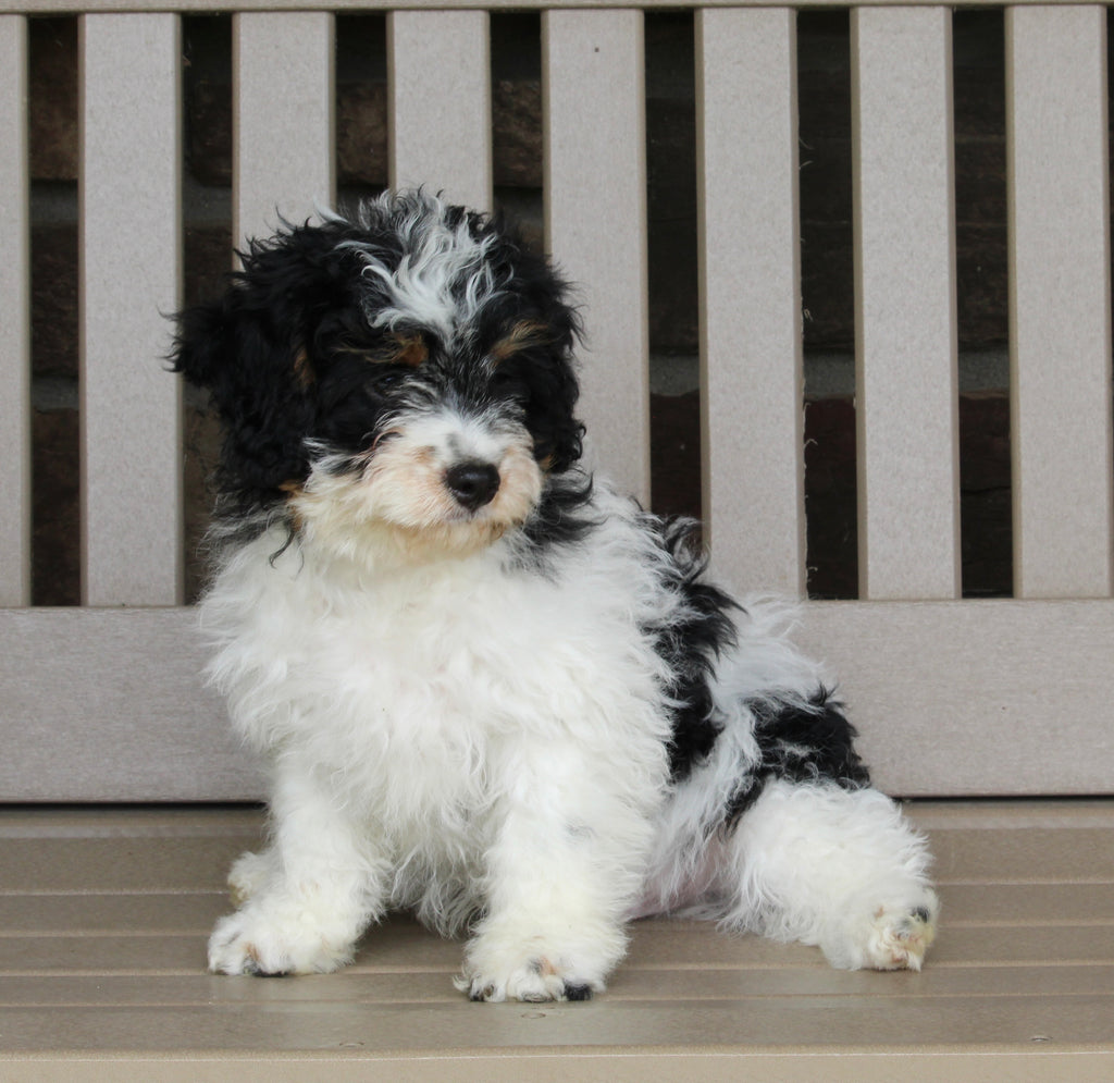 Cavapoo For Sale Millersburg OH Male-Andy – AC Puppies LLC