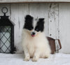 ACA Registered Pomeranian For Sale Millersburg OH Female-Taffy