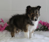 ACA Shetland Sheepdog For Sale Baltic OH Female-Joyce