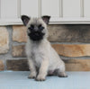 AKC Registered Cairn Terrier For Sale Millersburg OH Female-Gracie
