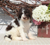 AKC Standard Poodle For Sale Sugarcreek OH Female-Maddie
