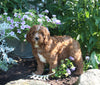 Cavapoo For Sale Millersburg OH Female-Bubbles