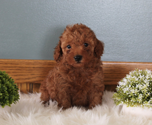 AKC Registered Mini Poodle For Sale Millersburg OH Female-Maggie