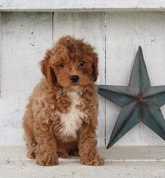 Cavapoo For Sale Millersburg OH Male-Tanner