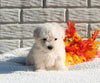 Maltipoo For Sale Holmesville OH Male-Milo