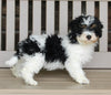 Cavapoo For Sale Millersburg OH Male-Andy