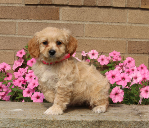 Forever Puppy For Sale Dalton OH Female-Hazel