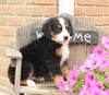 AKC Bernese Mountain Dog For Sale Warsaw OH Male-Cooper