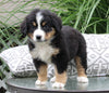 Bernese Mountain Dog For Sale Dundee OH Female-Chloe