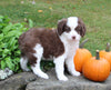 Mini Aussiedoodle For Sale Sugarcreek OH Female-Bella