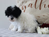 ACA Registered Mini Poodle For Sale Fredericksburg OH Female-Avery