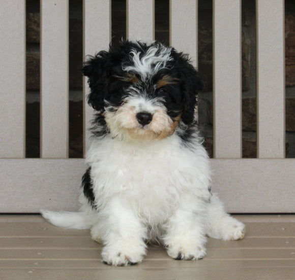 Cavapoo For Sale Millersburg OH Male-Andy