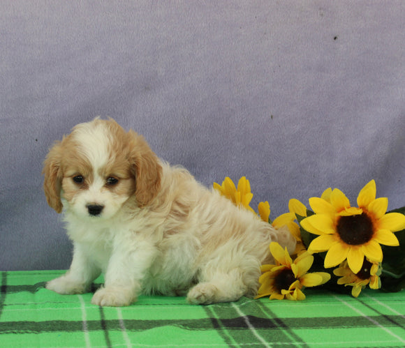 Cavapoo For Sale Sugarcreek OH Male-Tyler