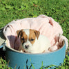 Jack Russell Terrier For Sale Fredericksburg OH Female-Harmony