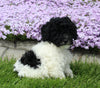 Mini Poodle For Sale Apple Creek OH Male-Biscuit