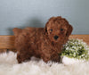 AKC Registered Mini Poodle For Sale Millersburg OH Female-Maggie