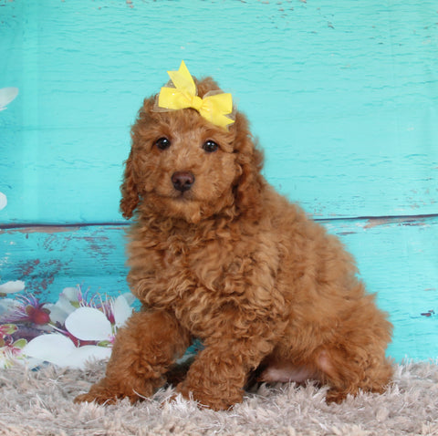 Cockapoo For Sale Sugarcreek OH Male-Ruger
