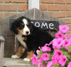 AKC Bernese Mountain Dog For Sale Warsaw OH Female-Bella