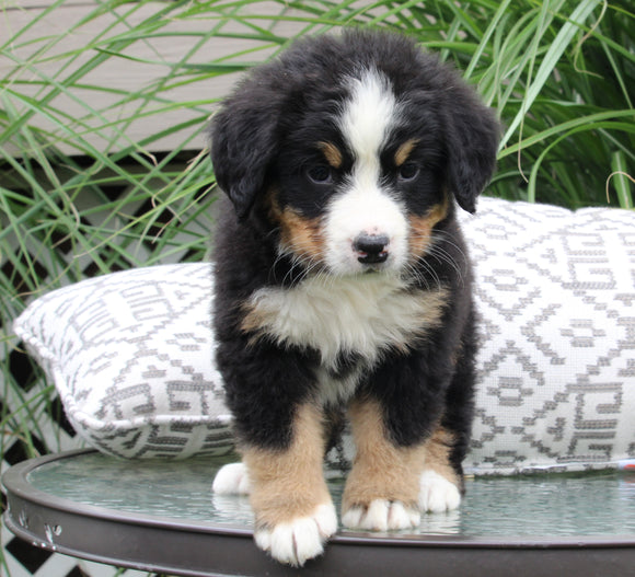 AKC Bernese Mountain Dog For Sale Dundee OH Female-Jill