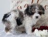 ACA Registered Mini Poodle For Sale Fredericksburg OH Male-Chase