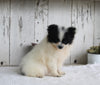 ACA Registered Pomeranian For Sale Millersburg OH Female-Taffy