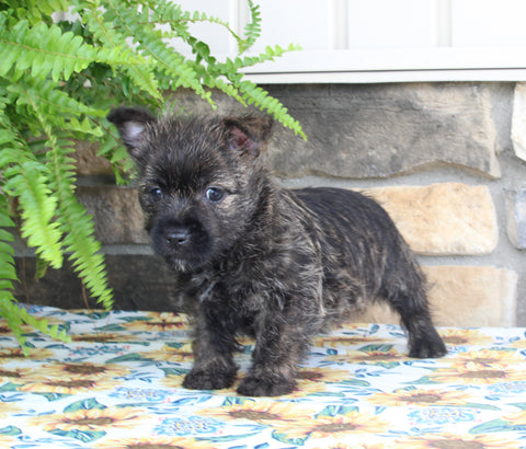 AKC Cairn Terrier For Sale Millersburg OH Female-Katrina