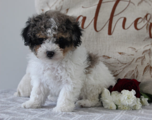 ACA Registered Mini Poodle For Sale Fredericksburg OH Male-Chase