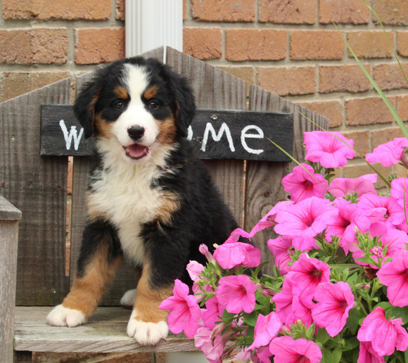 AKC Bernese Mountain Dog For Sale Warsaw OH Female-Bailey