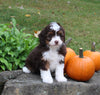 Mini Aussiedoodle For Sale Sugarcreek OH Female-Princess