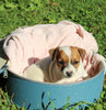 Jack Russell Terrier For Sale Fredericksburg OH Female-Harmony