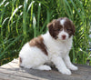 Mini Aussiedoodle For Sale Sugarcreek OH Female-Daisy