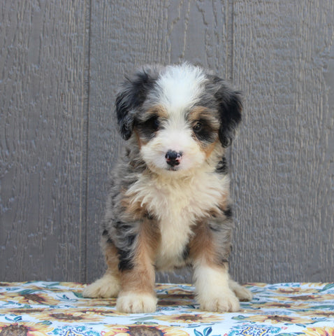 Mini Bernedoodle For Sale Millersburg OH Female-Judy