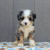 Mini Bernedoodle For Sale Millersburg OH Female-Judy