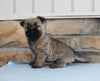 AKC Registered Cairn Terrier For Sale Millersburg OH Male-Denali