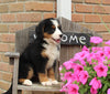 AKC Bernese Mountain Dog For Sale Warsaw OH Female-Bailey