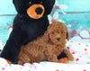 ACA Registered Mini Poodle For Sale Sugarcreek OH Male-Max