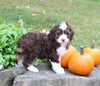 Mini Aussiedoodle For Sale Sugarcreek OH Female-Princess