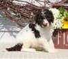 AKC Standard Poodle For Sale Sugarcreek OH Male-Milo