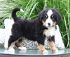 AKC Bernese Mountain Dog For Sale Dundee OH Female-Jill