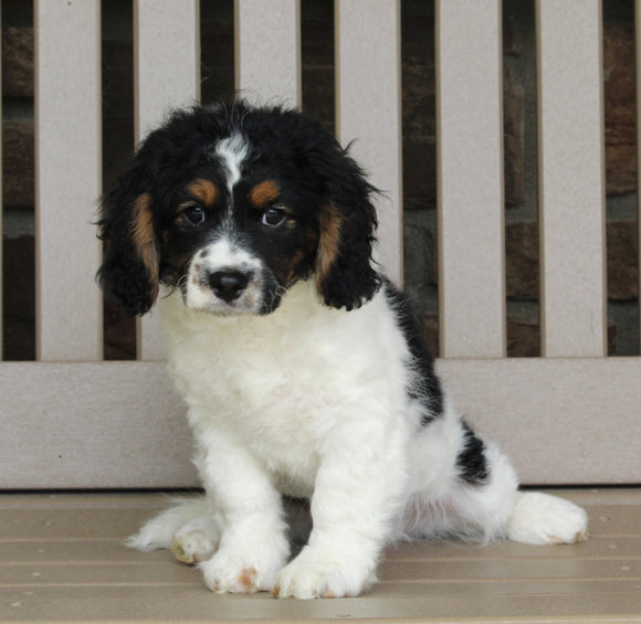 Cavapoo For Sale Millersburg OH Male-Alex