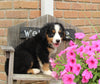 AKC Bernese Mountain Dog For Sale Warsaw OH Male-Duke