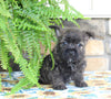 AKC Cairn Terrier For Sale Millersburg OH Female-Katrina