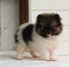 ACA Registered Pomeranian For Sale Millersburg OH Female-Princess