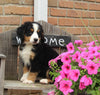 AKC Bernese Mountain Dog For Sale Warsaw OH Male-Duke